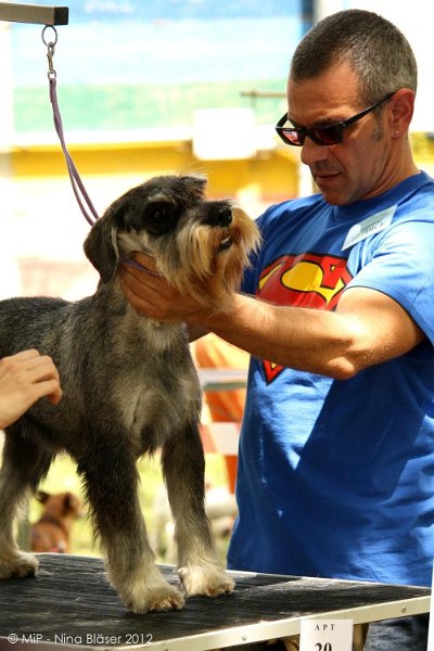 2012-07-01 B & B - Bedlington & Bichon Fun Day (73)_1000x1500.jpg